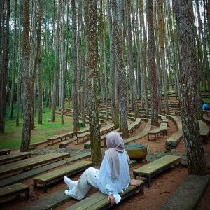 Wisata Pinus Sari Mangunan