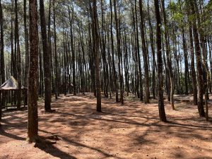 Kawasan hutan pinus Becici